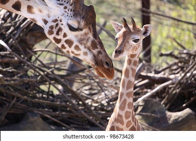 Big Mother and one cute Baby Giraffe