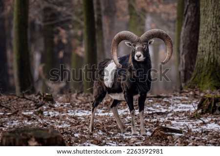 big mouflon male standing in the forrest in winter