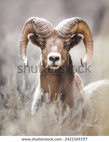 Big mouflon. Ovis gmelini, forest animal with imposing horns in its natural habitat. Wild life scene in nature.