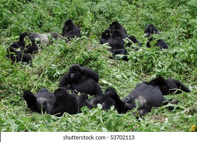 Big Mountain Gorilla Family With Silverback And Multiple Baby Gorillas Chilling Out Between The Vegetation During A Gorilla Trekking In Volcanoes National Park In Rwanda.