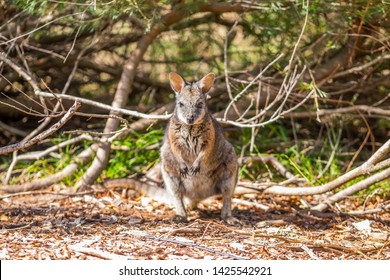 Big Mouse Australia Sweet Closeup