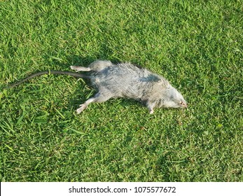 Big mouse lying down dead on green lawn.