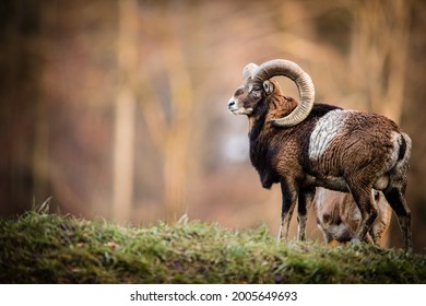 Big Mufflon Bucks, standing in their habitatm european forest