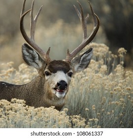 1,003 California mule deer Images, Stock Photos & Vectors | Shutterstock