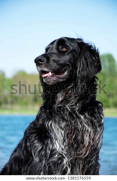 Big Munster Lander Hunting Dog Five Stock Photo Edit Now 1381576559