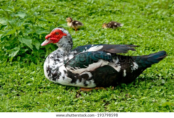 big Muscovy duck with\
chickens 