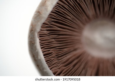 Big Mushroom Agaricus on Studio Light and White Background Macro Gills