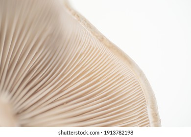 Big Mushroom Cantharellus cibarius on Studio Light and White Background Macro Gills and Cap
