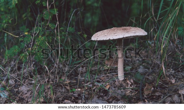 mushroom umbrella