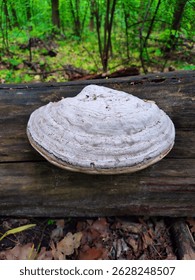 Big mushroom. White mushroom on a tree. Wild nature. Walk in the forest. Spring mushrooms. Green forest in spring.