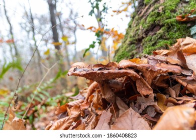 Big Mushrooms In A Forest Found On Mushrooming Tour In Autumn With Brown Foliage In Backlight On The Ground In Mushroom Season As Delicious But Possibly Poisonous And Dangerous Forest Fruit Picking