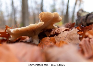 Big Mushrooms In A Forest Found On Mushrooming Tour In Autumn With Brown Foliage In Backlight On The Ground In Mushroom Season As Delicious But Possibly Poisonous And Dangerous Forest Fruit Picking