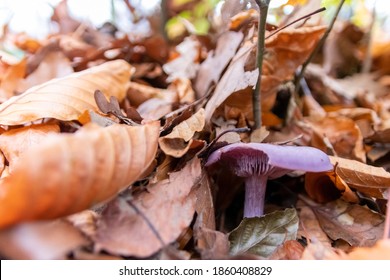 Big Mushrooms In A Forest Found On Mushrooming Tour In Autumn With Brown Foliage In Backlight On The Ground In Mushroom Season As Delicious But Possibly Poisonous And Dangerous Forest Fruit Picking