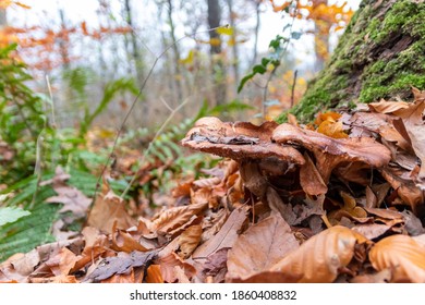 Big Mushrooms In A Forest Found On Mushrooming Tour In Autumn With Brown Foliage In Backlight On The Ground In Mushroom Season As Delicious But Possibly Poisonous And Dangerous Forest Fruit Picking