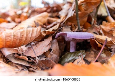 Big Mushrooms In A Forest Found On Mushrooming Tour In Autumn With Brown Foliage In Backlight On The Ground In Mushroom Season As Delicious But Possibly Poisonous And Dangerous Forest Fruit Picking