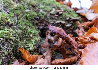 Big Mushrooms In A Forest Found On Mushrooming Tour In Autumn With Brown Foliage In Backlight On The Ground In Mushroom Season As Delicious But Possibly Poisonous And Dangerous Forest Fruit Picking