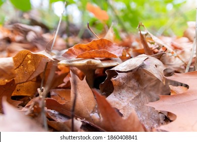 Big Mushrooms In A Forest Found On Mushrooming Tour In Autumn With Brown Foliage In Backlight On The Ground In Mushroom Season As Delicious But Possibly Poisonous And Dangerous Forest Fruit Picking