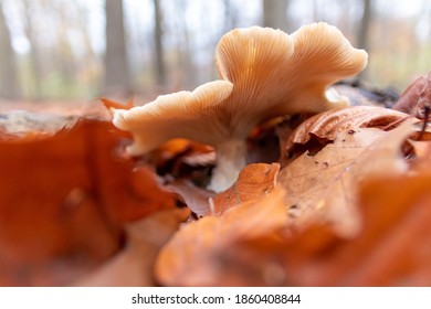 Big Mushrooms In A Forest Found On Mushrooming Tour In Autumn With Brown Foliage In Backlight On The Ground In Mushroom Season As Delicious But Possibly Poisonous And Dangerous Forest Fruit Picking