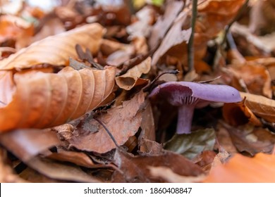 Big Mushrooms In A Forest Found On Mushrooming Tour In Autumn With Brown Foliage In Backlight On The Ground In Mushroom Season As Delicious But Possibly Poisonous And Dangerous Forest Fruit Picking