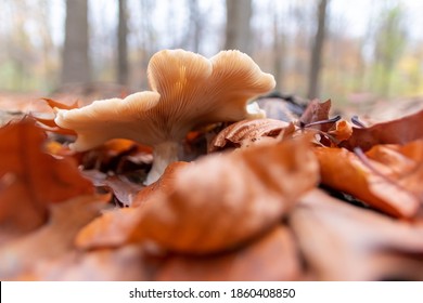 Big Mushrooms In A Forest Found On Mushrooming Tour In Autumn With Brown Foliage In Backlight On The Ground In Mushroom Season As Delicious But Possibly Poisonous And Dangerous Forest Fruit Picking