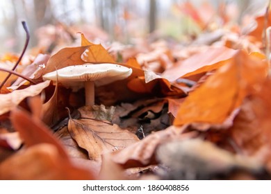 Big Mushrooms In A Forest Found On Mushrooming Tour In Autumn With Brown Foliage In Backlight On The Ground In Mushroom Season As Delicious But Possibly Poisonous And Dangerous Forest Fruit Picking