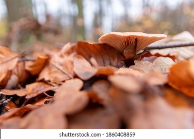 Big Mushrooms In A Forest Found On Mushrooming Tour In Autumn With Brown Foliage In Backlight On The Ground In Mushroom Season As Delicious But Possibly Poisonous And Dangerous Forest Fruit Picking