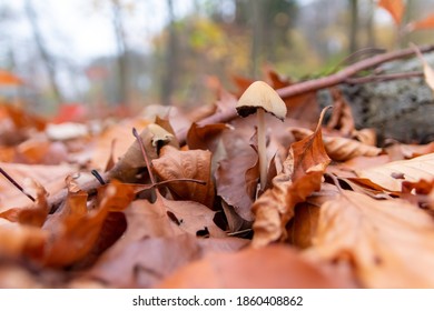 Big Mushrooms In A Forest Found On Mushrooming Tour In Autumn With Brown Foliage In Backlight On The Ground In Mushroom Season As Delicious But Possibly Poisonous And Dangerous Forest Fruit Picking