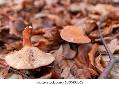 Big Mushrooms In A Forest Found On Mushrooming Tour In Autumn With Brown Foliage In Backlight On The Ground In Mushroom Season As Delicious But Possibly Poisonous And Dangerous Forest Fruit Picking