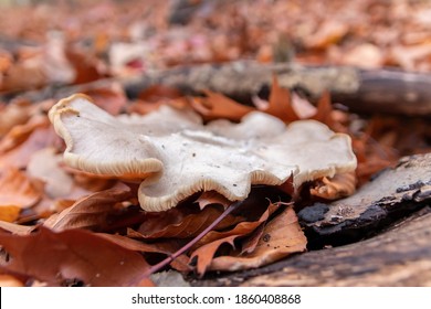 Big Mushrooms In A Forest Found On Mushrooming Tour In Autumn With Brown Foliage In Backlight On The Ground In Mushroom Season As Delicious But Possibly Poisonous And Dangerous Forest Fruit Picking