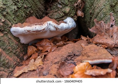 Big Mushrooms In A Forest Found On Mushrooming Tour In Autumn With Brown Foliage In Backlight On The Ground In Mushroom Season As Delicious But Possibly Poisonous And Dangerous Forest Fruit Picking