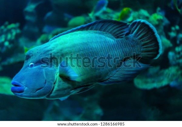 Interesseren wees stil mannetje Big Napoleon Fish Swimming Aquarium Fish Stock Photo (Edit Now) 1286166985