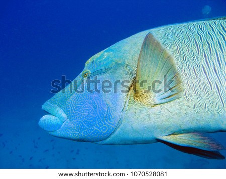 Big Napoleonfish hiding in corals at the bottom of the sea