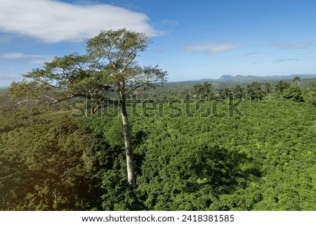 Big natural tall tree on green landscape aerial drone view