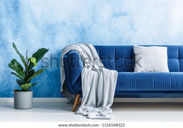 Big navy blue plush settee with gray cushion\
and blanket next to a green plant against ombre wall in a modern\
living room interior. Real\
photo.