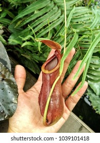 Big Nepenthes Pot On A Hand.