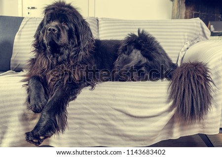 Big Newfoundland dog lies and rests at home on the sofa. Shallow depth of field 
