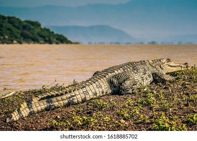 Big Nile Crocodile resting on land in ethiopia, africa