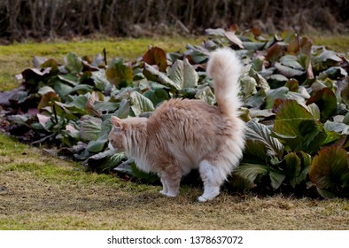 A Big Norwegian Forest Cat Male Marking Its Territory 