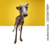Big nose of cute pet. Portrait of funny dog Italian greyhound with brown fur looking at camera over yellow color studio background. Close up, wide angle. Friend, love, care, animal health, ad concept