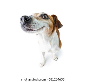 Big Nose Funny Dog. Happy Smiling  Moments. White Background