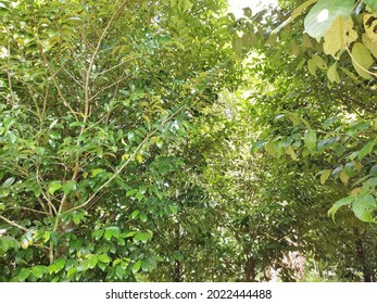 Big Nutmeg Tree And Green Leaves