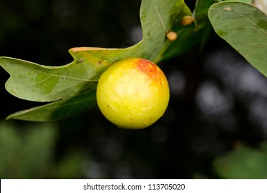 Big Oak Apple On Leaf (common Oak Gall Wasp)