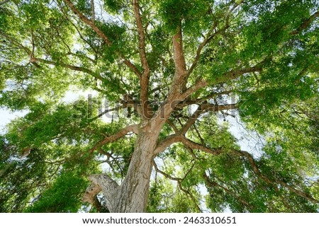 big oak tree brach and leaf cover the sky