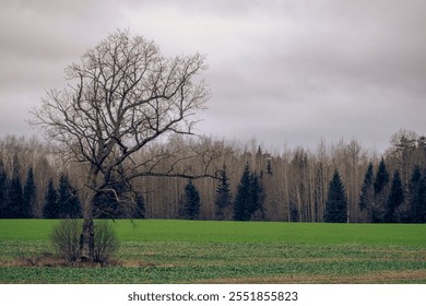 big oak tree in green agricultural field. Leafless deciduous tree in late autumn. Latvia countryside landscape. Gray cloudy sky.  - Powered by Shutterstock