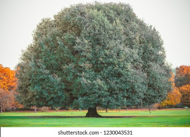 Big Oak Tree In Greenwich Park, London