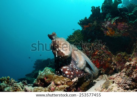 A big octopus is changing colours and ready to swim away, S. Ari Atoll, Maldives 