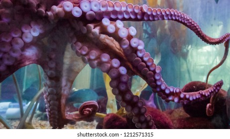 71,304 Octopus water Images, Stock Photos & Vectors | Shutterstock