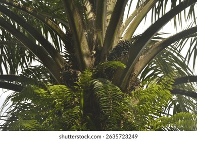 The big oil palm trunks are already bearing fruit and making money.