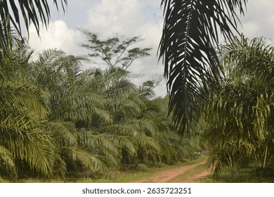The big oil palm trunks are already bearing fruit and making money.