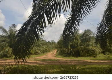 The big oil palm trunks are already bearing fruit and making money.